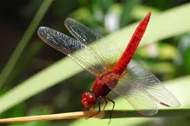 Gardeners and homeowners love dragonflies because they are natural pest control. How And Why To Attract Dragonflies Crazy Organic Mama
