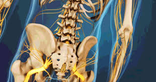 There are no organs on your back (apart form the skin). Lower Right Back Pain Tissues Spinal Structures