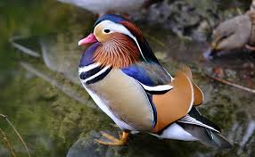 نتیجه جستجوی لغت [canard] در گوگل