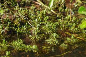 Image result for Limnophila crassifolia