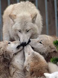 Pin By Johnice Reid English On Wolves Are Canines Animals Cute Animals Animals Beautiful