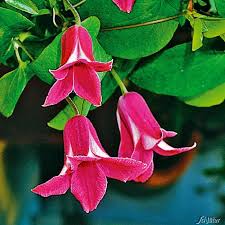 We did not find results for: Clematis Princess Diana Clematis Texensis Princess Diana Kletterpflanzen Fur Rankhilfen Garten Schluter