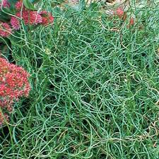 Image result for Cyperus spiralis