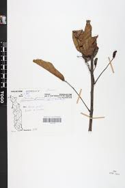 Image result for Rourea thomsonii