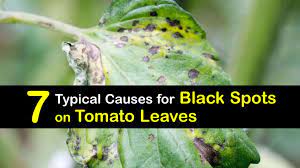 Curly top virus causes leaves to curl up and become yellow with purple veins. 7 Typical Causes For Black Spots On Tomato Leaves