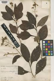 Image result for Thunbergianthus ruwenzoriensis