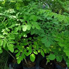 We did not find results for: Pokok Kelor Aka Moringa 1 5 2 Kaki Shopee Malaysia