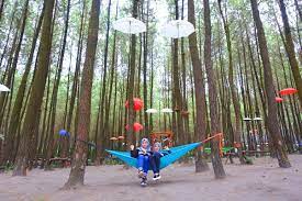 Teduh Dan Syahdu Hutan Pinus Semeru Malang Wajib Dikunjungi Malang Strudel