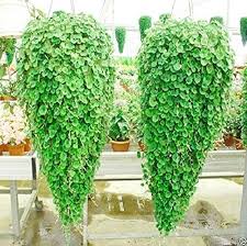 Image result for Dichondra