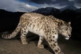 Which apps work with mac os x 10.6? What To Know Before You Go Tracking Snow Leopards At 13 000 Feet Bloomberg