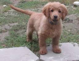 Cocker Spaniel Golden Retriever Mix For Sale Petsidi