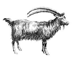 Black And White Goat Images Clip Art 8 Goat Images In 2020 Graphics Fairy Stationery Set Clip Art