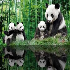 Gambar, wallpapers, keren, untuk, hp, terbaru, 2016, desktop, name : 3d Kustom Foto Wallpaper Hd Cina Panda Hutan Dinding Mural Bambu Hutan Pohon Kertas Dinding Untuk Ruang Tamu Kamar Tidur Rumah Decor Forest Wall Paper Wall Paperwood Wall Murals Aliexpress