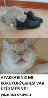 En Yogun Kokan Ayakkabi Veya Yuruyus Ayakkabisi Bile Karbonatin Gucune Dayanamaz Kotu Kokan Makosen Veya Bagcikli Bir Ayakkabinin Icine Animals Cats Household