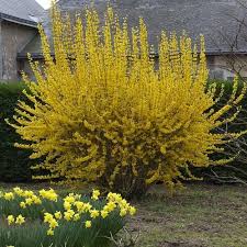 Goldilocks Forsythia The Golden Curl Of A Magical Spring Plants Forsythia Flowering Shrubs