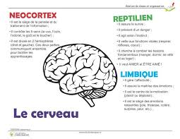 En général, la mode actuelle se caracterise surtout par une grande diversité des styles, des prix, des publics (jeunes et moins jeunes, b.c.b.g. Les Cerveaux Tresors De Charlemagne Le Cerveau Anatomie Du Cerveau Cerveau