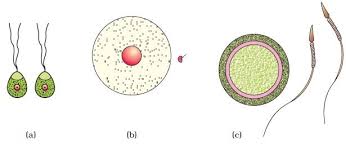 Ncert Class Xii Biology Chapter 1 Reproduction In Organisms Aglasem Schools Oviparous Animals Single Celled Organisms Biology