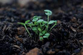 The natures care potting mix comes in 8 and 32 dry qt bags. Nature S Care 8 Qt Organic Potting Mix Benefits And How To Use Grower Today