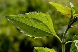 Image result for Chromolaena