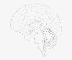 A diagram of the human nervous system. Brain Diagram Unlabeled 588x599 Png Download Pngkit