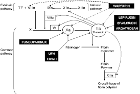Image result for Anticoagulation Pathway