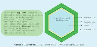 Perbedaan Sitosol Dan Sitoplasma Siswapedia