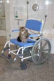 Complete Your Accessible Shower With A Roll In Shower Chair From Freedom Showers Durable Affordable And S Shower Chair Shower Commode Chair Accessible Shower