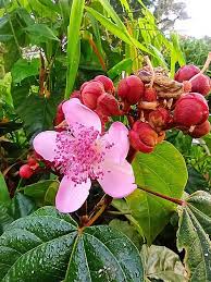 Image result for Bixa orellana