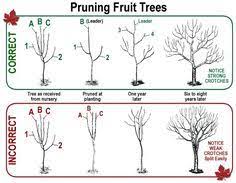 Baby lemon trees aren't encouraged to bear fruit until they're older. 15 Apple Tree Pruning Ideas Apple Tree Tree Pruning Fruit Trees