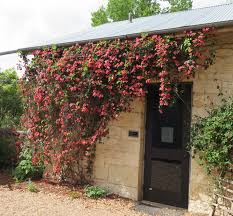 Image result for Bignonia capreolata