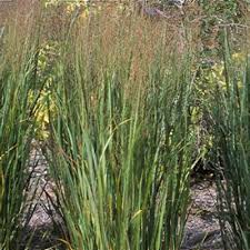 Image result for Panicum flacciflorum
