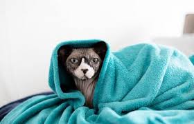 Cat adoption team is the largest nonprofit, adoption guarantee cat shelter in the pacific northwest. How To Find Sphynx Cat Rescue Shelters Lovetoknow