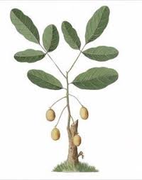 Image result for Spondias