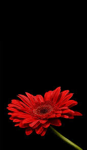 Are you searching for black flower png images or vector? Red Flower Audrey Amazing Background Black Flowers Iphone Nice Premium Hd Mobile Wallpaper Peakpx