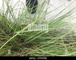 Image result for Paspalum plicatulum