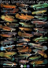 This Post Clarifies The B Unimaculata Complex Thanks Blackwaterbubbles Tropical Freshwater Fish Betta Fish Types Betta Breeding