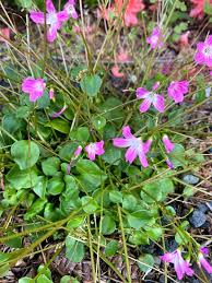 Image result for Montia