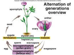 Alternation Of Generations Planting Flowers Ovaries