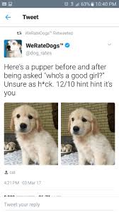 See more ideas about animal memes, funny animal pictures, funny animals. 35 Funny Animal Memes That Are Impawsible Not To Laugh At Small Joys