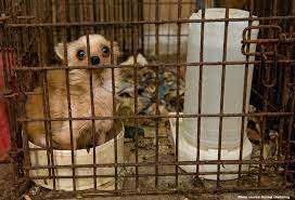 Don't buy a puppy online or from a pet store unless they offer rescued animals. Ohio S New Puppy Mill Law Now In Effect Save A Pet Usa