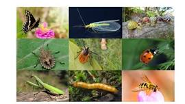 Prehistoric Creepers and Crawlers
