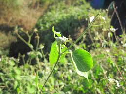 Image result for Boerhavia repens