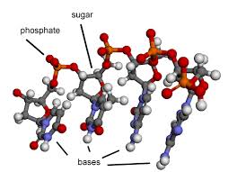 Image result for Nucleic Acid