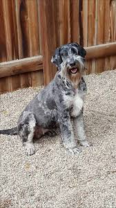 Lower photo is of our giant schnoodle puppy who went to arizona to be trained for dustin's service dog! This Is Ellie A Rare Phantom Colorado Giant Schnoodles Facebook