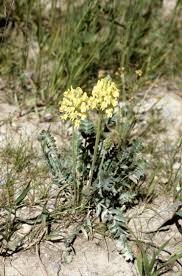 Image result for Vincetoxicum monticola