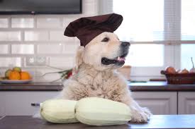 Lucky for fido, zucchini is perfectly safe for dogs to eat. Can Dogs Eat Zucchini A Canine Treat For Every Season