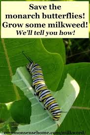 Marvelous Milkweed Answers To 21 Common Questions In 2020 Milkweed Butterfly Plants Milkweed Garden