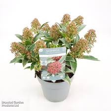 Image result for Aptosimum marlothii