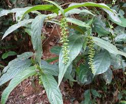 Image result for Bertiera