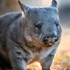 Image result for Southern hairy-nosed wombat